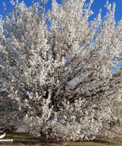 Cây hoa lê trắng dáng đẹp