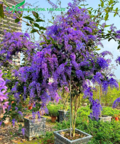 Cây hoa mai xanh trồng chậu lâu năm chiều cao hơn 2m