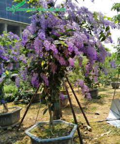 Chậu cây cảnh mai xanh trồng lâu năm