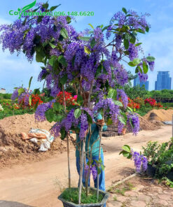 Chậu cây hoa mai xanh đẹp, hoa nở nhiều, chiều cao gần 3m