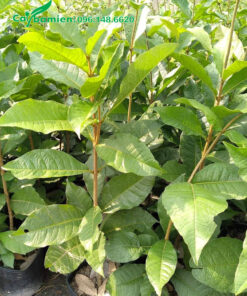 Cây Mai Xanh Đà Lạt giống