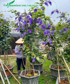 Vườn tập trung những chậu cây hoa mai xanh lâu năm