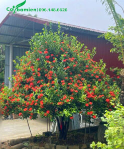 Mẫu đơn lâu năm đường kính cổ rễ khoảng 10 - 15cm