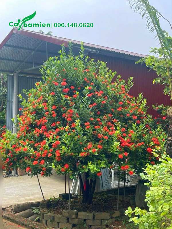 Mẫu đơn lâu năm đường kính cổ rễ khoảng 10 - 15cm