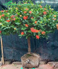Bứng nóng cây hoa mẫu đơn thân tree