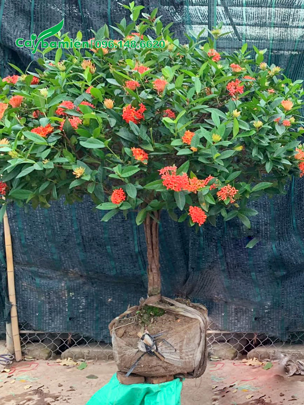 Bứng nóng cây hoa mẫu đơn thân tree