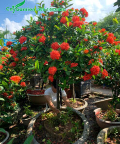 Cây hoa mẫu đơn đỏ siêu đẹp, thân tree, thoát thân cao 1m