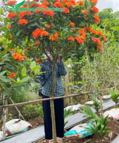 Cây hoa mẫu đơn cam cao hơn 2m