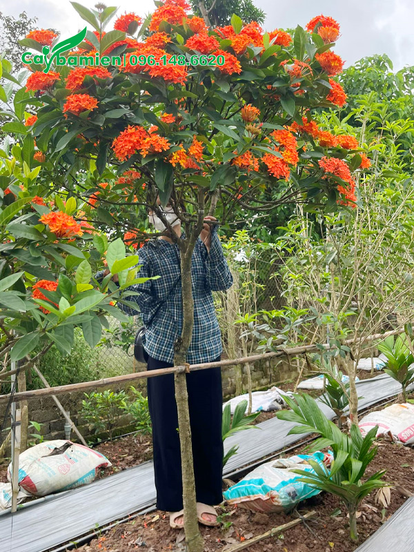 Cây hoa mẫu đơn cam cao hơn 2m