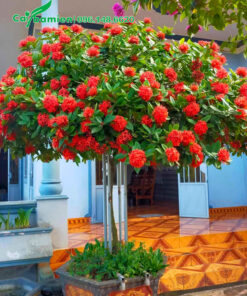 Mẫu đơn hoa đỏ thân tree, đường kính tán 2m