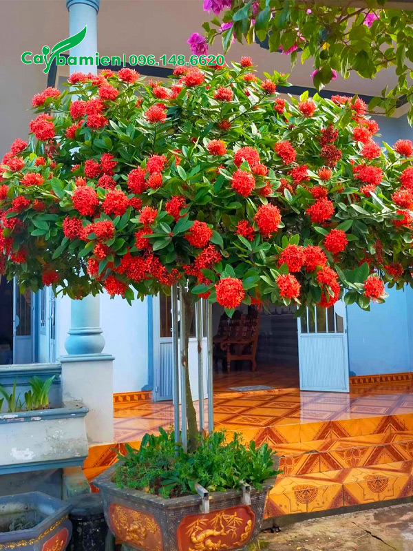 Mẫu đơn hoa đỏ thân tree, đường kính tán 2m