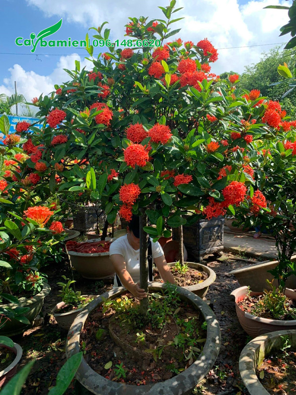 Cây hoa mẫu đơn đỏ siêu đẹp, thân tree, thoát thân cao 1m