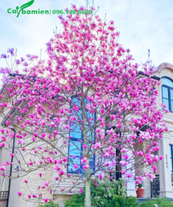 Cây hoa Mộc Lan trồng biệt thự