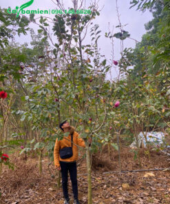 Vườn trồng cây hoa mộc lan ta lâu năm cao 3 - 4m