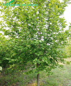 Cây hoa Mộc Lan lá xanh tốt, tán rộng hơn 2m