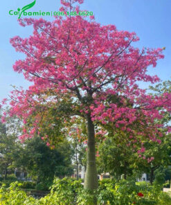 Cây hoa hồng Mỹ Nhân nở rộ