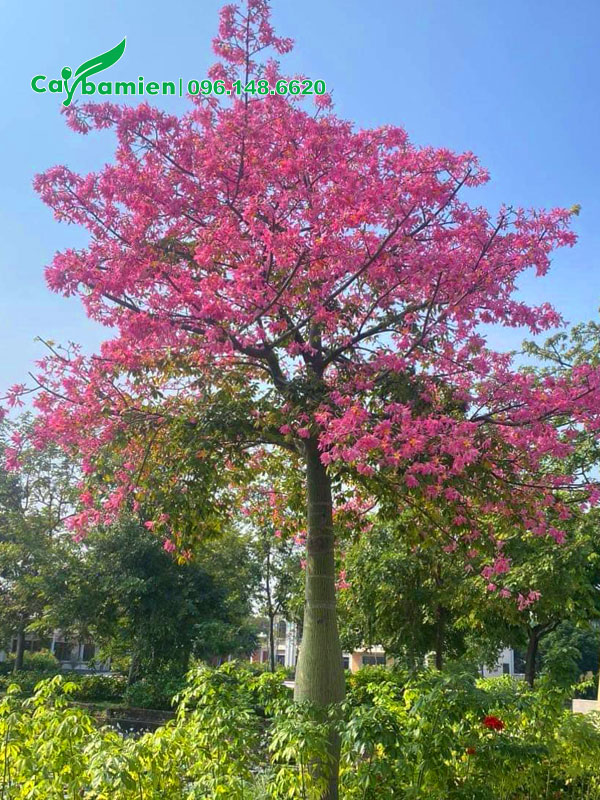 Cây hoa hồng Mỹ Nhân nở rộ