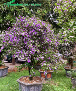 Cây hoa Nhài hai màu lâu năm cao hơn 1m