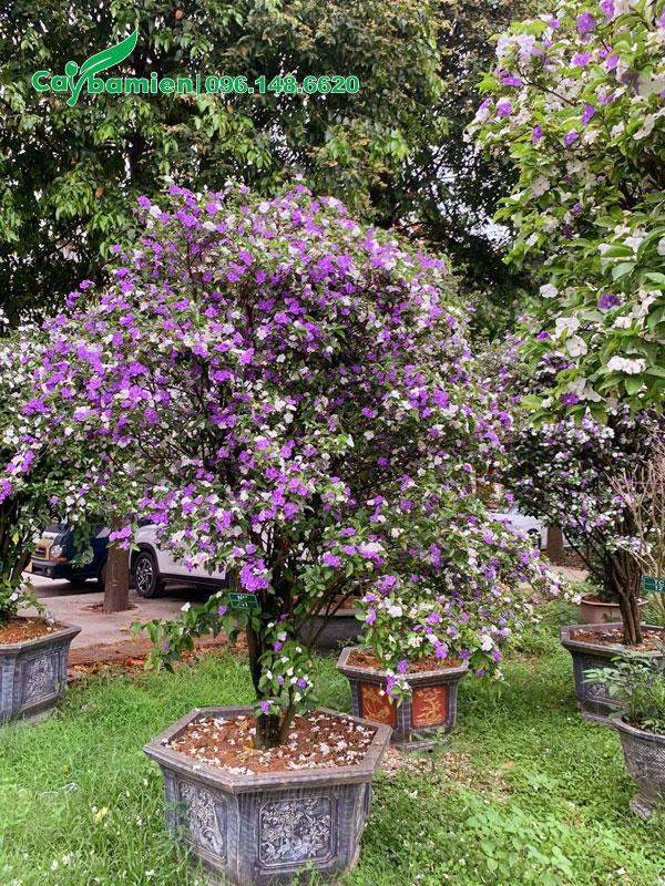 Cây hoa Nhài hai màu lâu năm cao hơn 1m