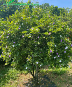 Chiêm ngưỡng cây Nhài Nhật cổ thụ vanh gốc 40