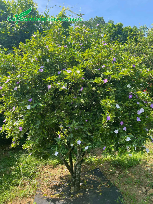 Chiêm ngưỡng cây Nhài Nhật cổ thụ vanh gốc 40