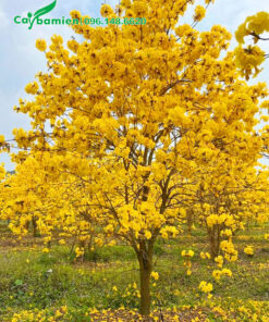 Cây hoa Phong Linh vàng đang bung nở, vàng rực cả tán cây