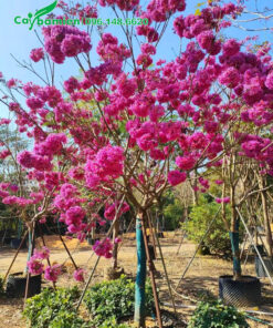 Phong linh hoa tím đẹp, đường kính gốc 7 - 9cm