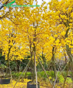 Cây Phong Linh công trình hoa vàng đẹp