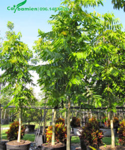 Vườn dưỡng số lượng lớn cây Hoàng Lan công chúa trong chậu bầu