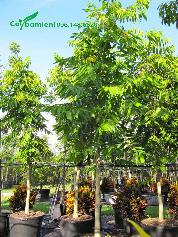 Vườn dưỡng số lượng lớn cây Hoàng Lan công chúa trong chậu bầu