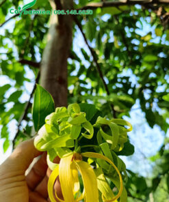 Hoa của cây Hoàng Lan công chúa có màu vàng và xanh nhạt