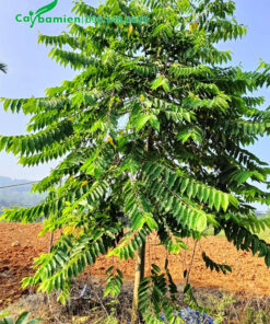 Hoàng Lan Công Chúa công trình cao 3m