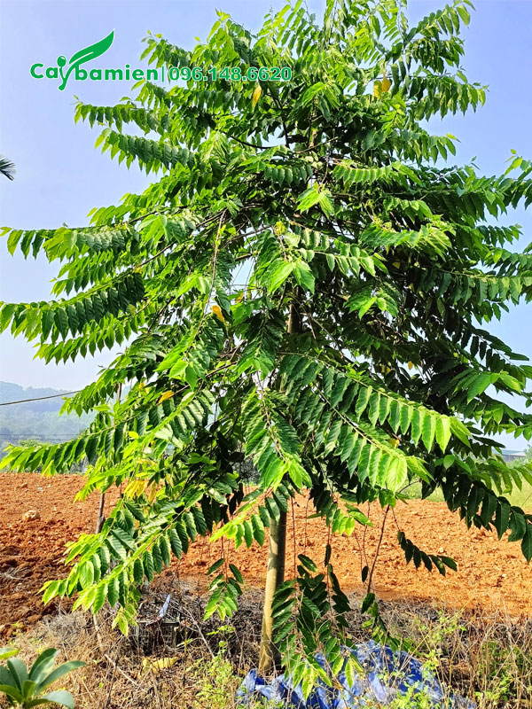 Hoàng Lan Công Chúa công trình cao 3m