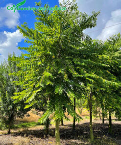 Hoàng Lan Công Chúa kích thước lớn