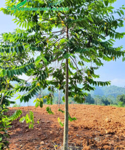 Cây cao gần 4m, cành tán đều và đẹp