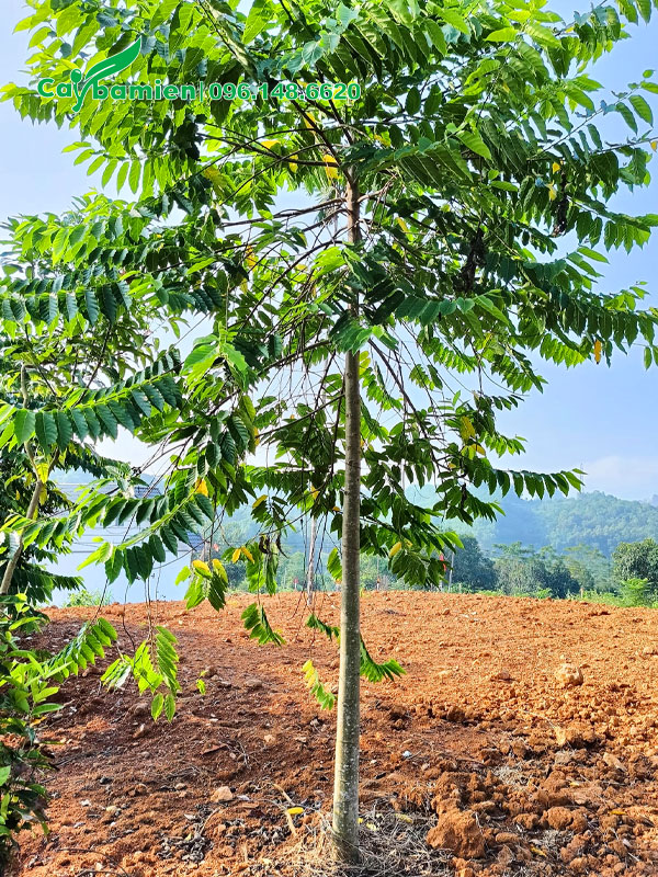 Cây cao gần 4m, cành tán đều và đẹp