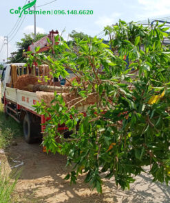 Xe chở cây Hoàng Lan công chúa kích thước lớn đến hố trồng