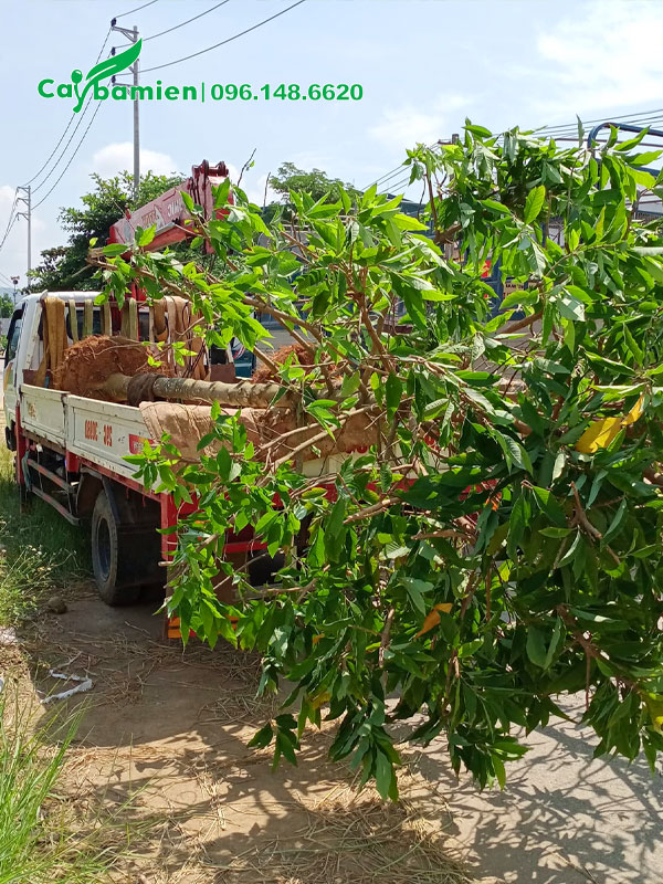 Xe chở cây Hoàng Lan công chúa kích thước lớn đến hố trồng