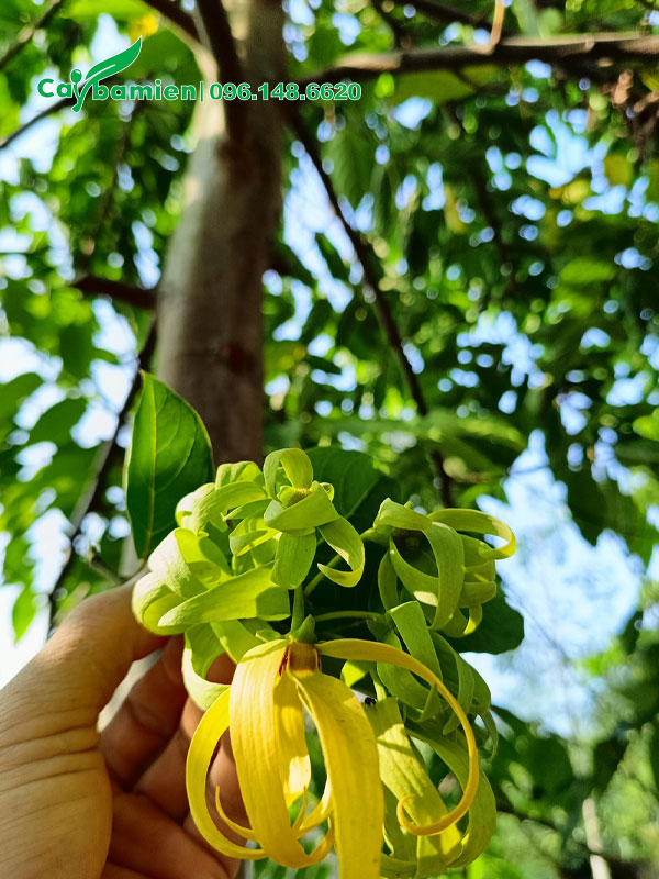 Hoa của cây Hoàng Lan công chúa có màu vàng và xanh nhạt