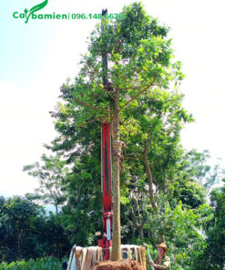 Cẩu cây Hoàng Lan đã dâm ủ nhiều năm lên xe