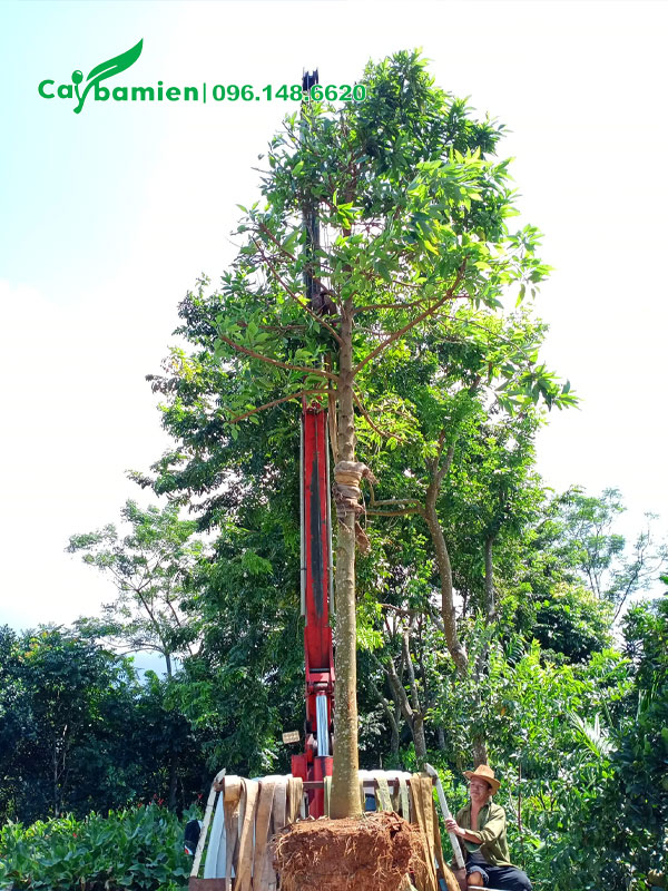 Cẩu cây Hoàng Lan đã dâm ủ nhiều năm lên xe