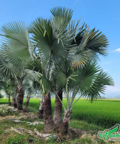 Cây kè bạc trồng thành bụi 3 cây