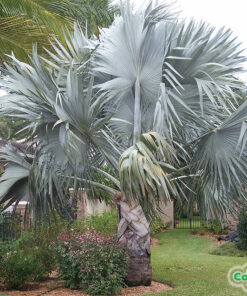 Cây Kè Bạc kết hợp với tiểu cảnh để trang trí sân vườn