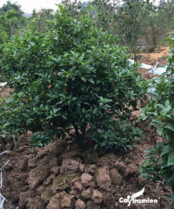 cây Lan tiêu đẹp giá rẻ