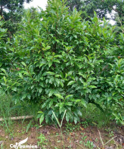 Trồng cây đăng tiêu