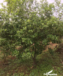 Trồng cây đăng tiêu