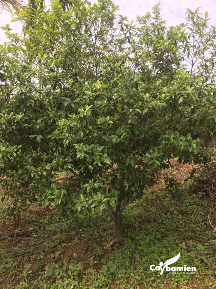 Trồng cây đăng tiêu