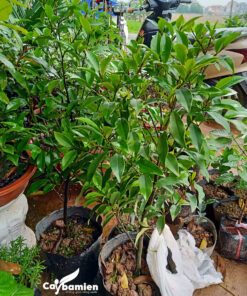 Mua cây đăng tiêu