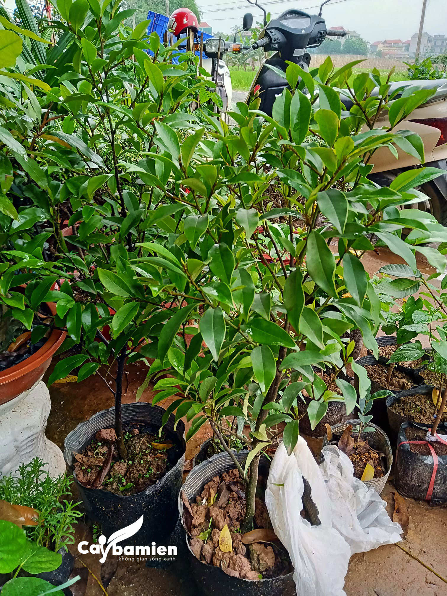 Mua cây đăng tiêu