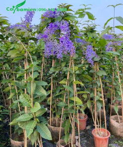 Vườn dưỡng số lượng lớn cây hoa mai xanh trưởng thành